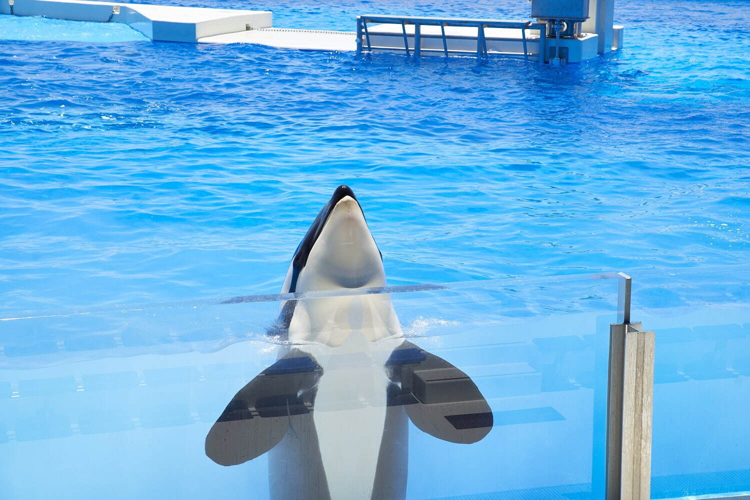 「神戸須磨シーワールド」須磨海浜水族園跡地に開業、西日本唯一のシャチ展示！パフォーマンスや学ぶゾーン｜写真95