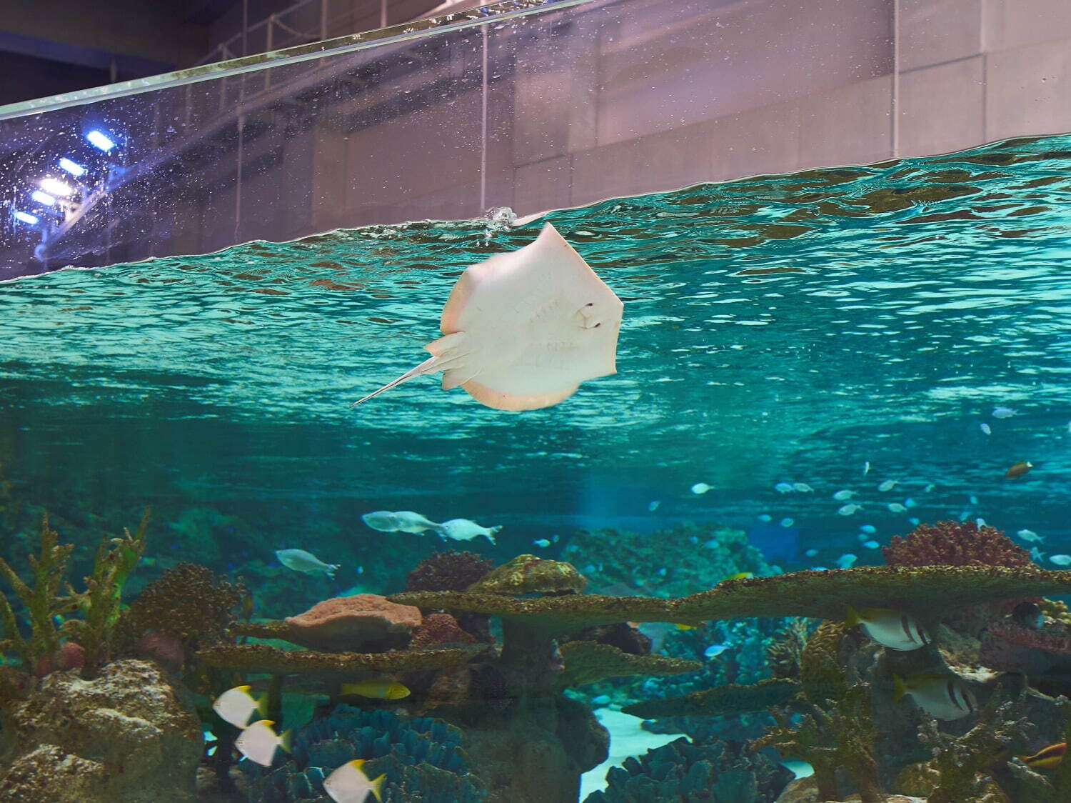 「神戸須磨シーワールド」須磨海浜水族園跡地に開業、西日本唯一のシャチ展示！パフォーマンスや学ぶゾーン｜写真27