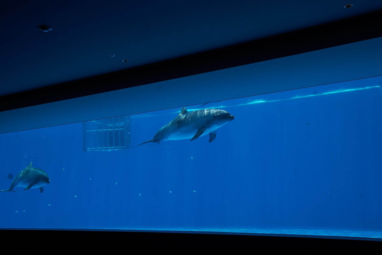 「神戸須磨シーワールド」須磨海浜水族園跡地に開業、西日本唯一のシャチ展示！パフォーマンスや学ぶゾーン｜写真57