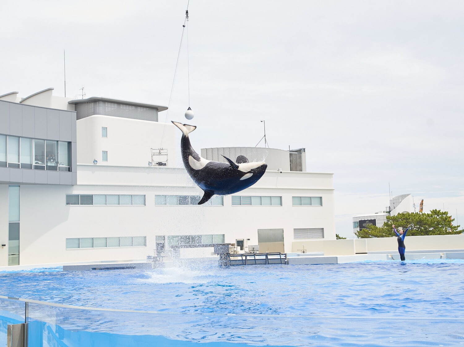 「神戸須磨シーワールド」須磨海浜水族園跡地に開業、西日本唯一のシャチ展示！パフォーマンスや学ぶゾーン｜写真123