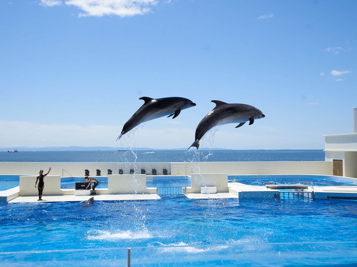 「神戸須磨シーワールド」須磨海浜水族園跡地に開業、西日本唯一のシャチ展示！パフォーマンスや学ぶゾーン｜写真59