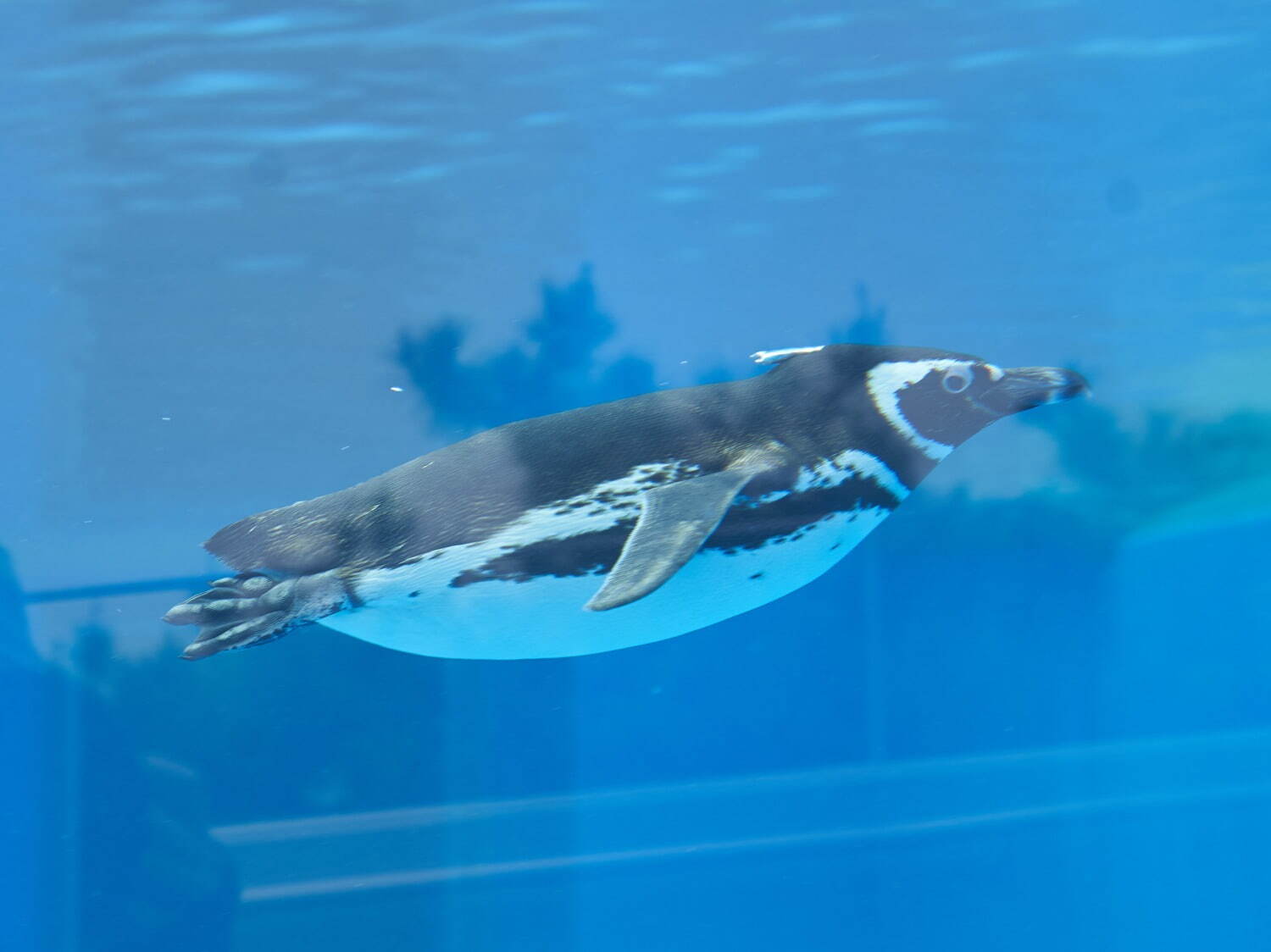 「神戸須磨シーワールド」須磨海浜水族園跡地に開業、西日本唯一のシャチ展示！パフォーマンスや学ぶゾーン｜写真49