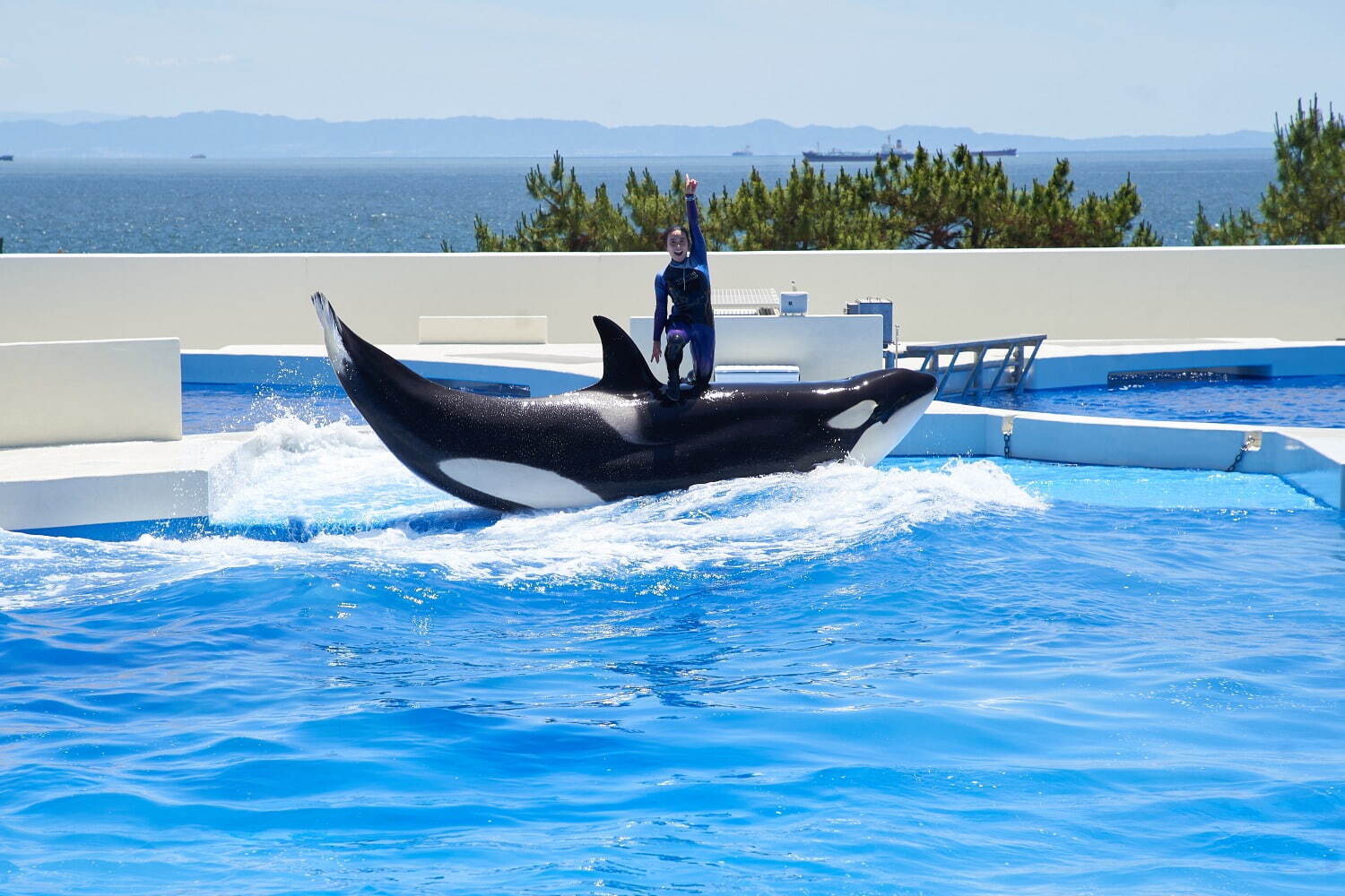 「神戸須磨シーワールド」須磨海浜水族園跡地に開業、西日本唯一のシャチ展示！パフォーマンスや学ぶゾーン｜写真98