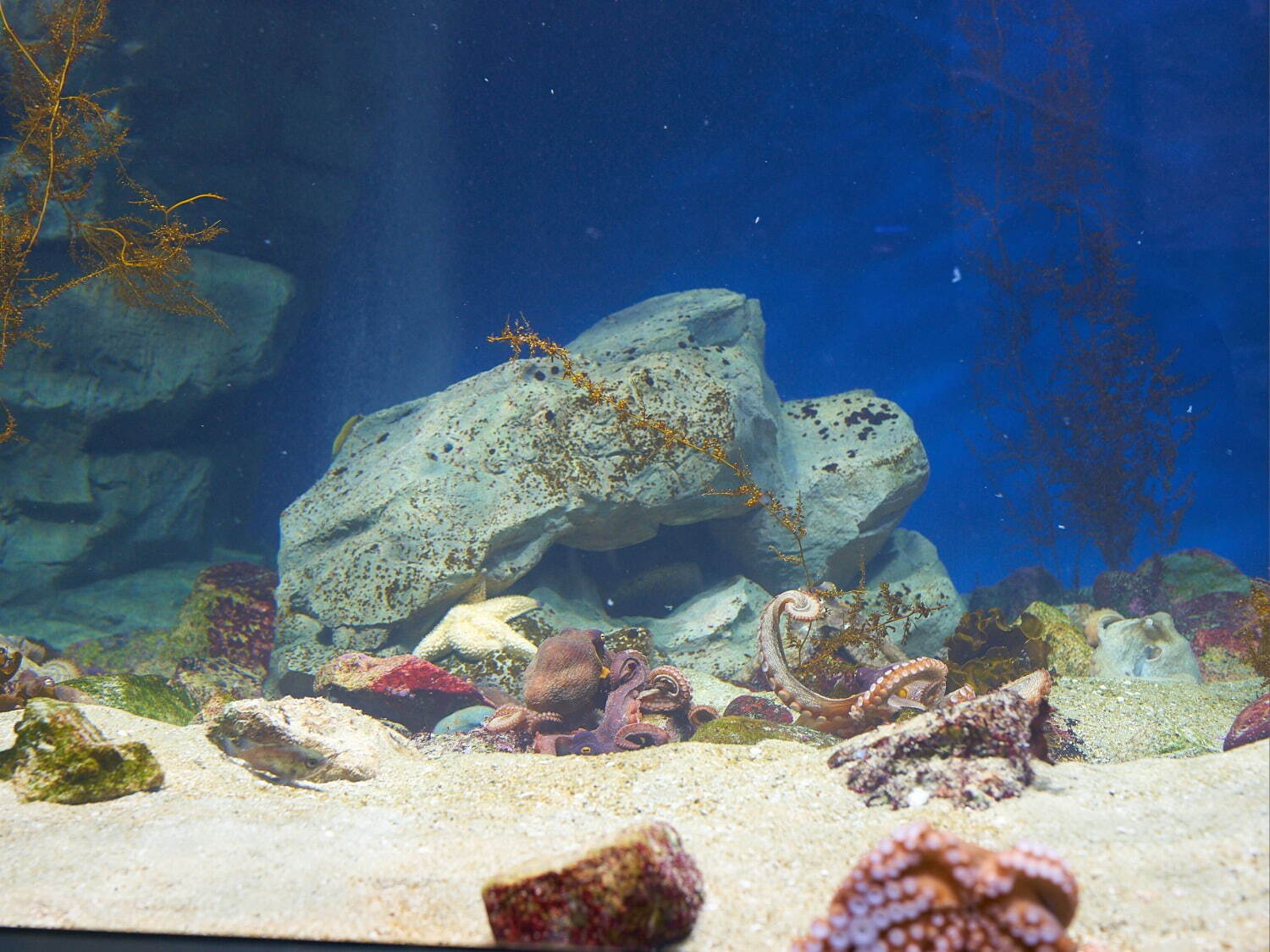 「神戸須磨シーワールド」須磨海浜水族園跡地に開業、西日本唯一のシャチ展示！パフォーマンスや学ぶゾーン｜写真25