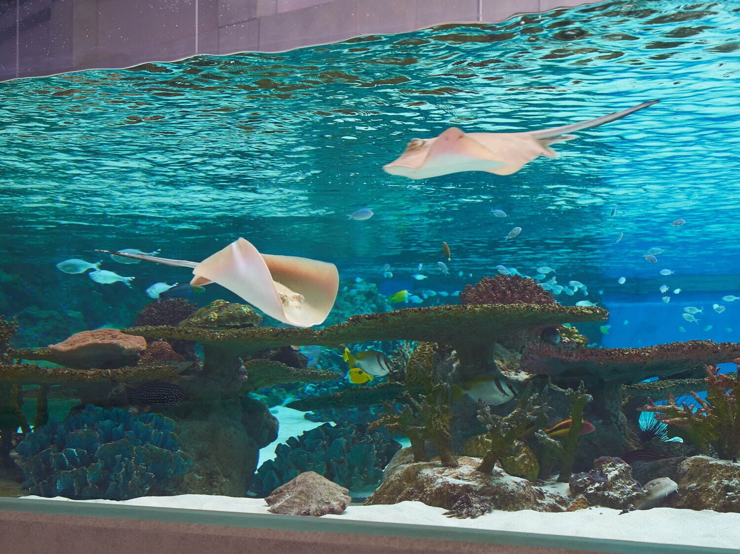 「神戸須磨シーワールド」須磨海浜水族園跡地に開業、西日本唯一のシャチ展示！パフォーマンスや学ぶゾーン｜写真26