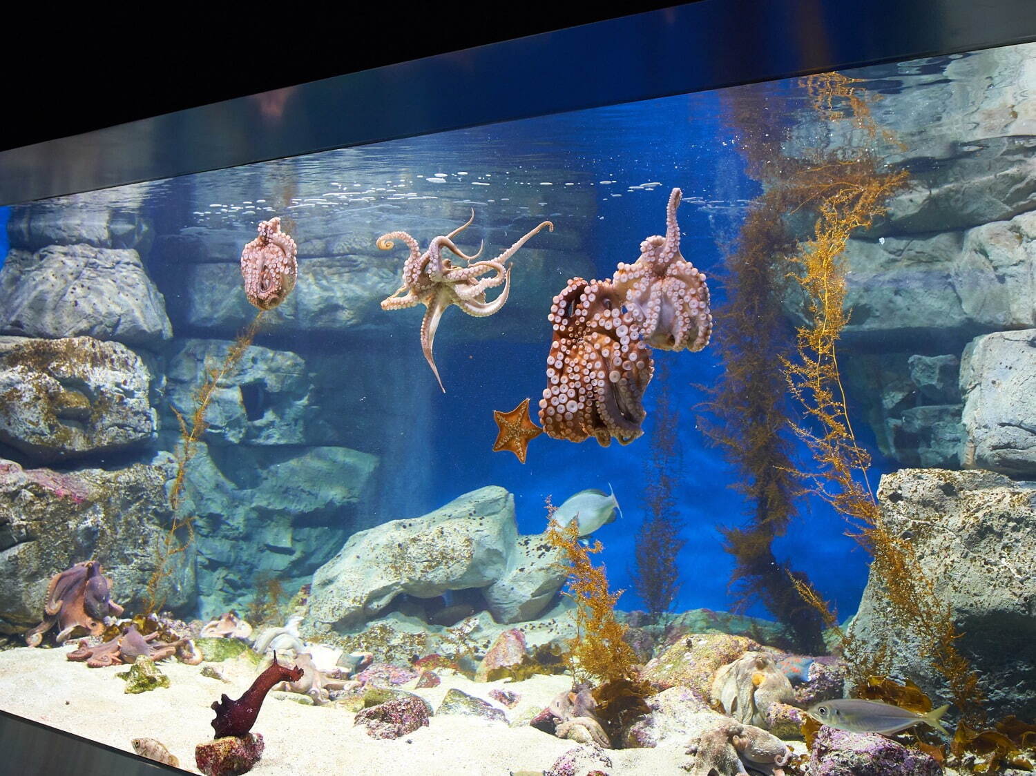 「神戸須磨シーワールド」須磨海浜水族園跡地に開業、西日本唯一のシャチ展示！パフォーマンスや学ぶゾーン｜写真52