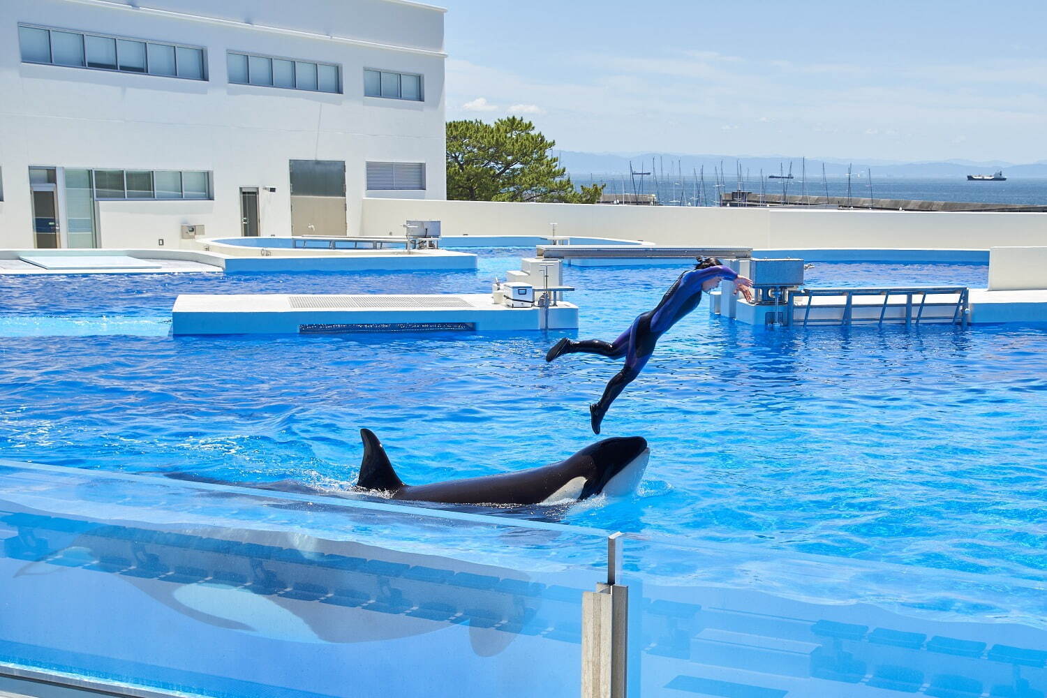 「神戸須磨シーワールド」須磨海浜水族園跡地に開業、西日本唯一のシャチ展示！パフォーマンスや学ぶゾーン｜写真99