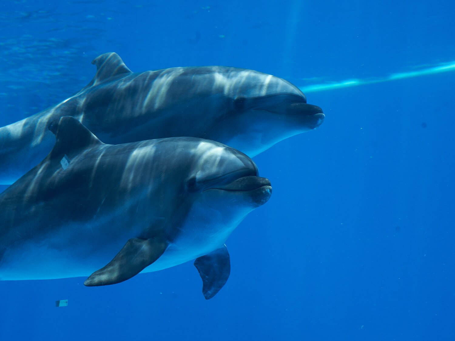 「神戸須磨シーワールド」須磨海浜水族園跡地に開業、西日本唯一のシャチ展示！パフォーマンスや学ぶゾーン｜写真58