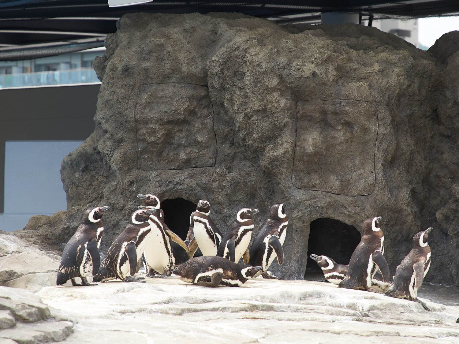 「神戸須磨シーワールド」須磨海浜水族園跡地に開業、西日本唯一のシャチ展示！パフォーマンスや学ぶゾーン｜写真48