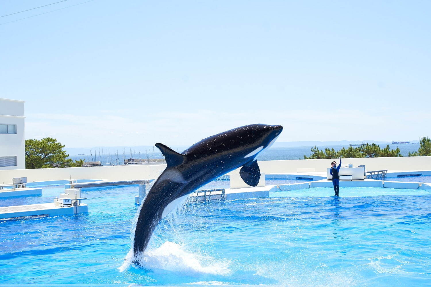 「神戸須磨シーワールド」須磨海浜水族園跡地に開業、西日本唯一のシャチ展示！パフォーマンスや学ぶゾーン｜写真94