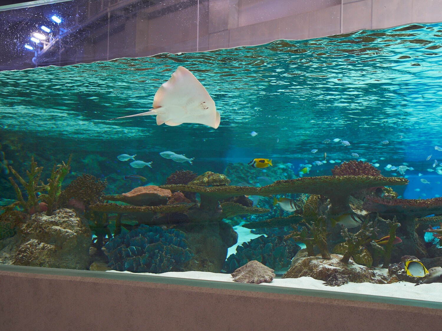 「神戸須磨シーワールド」須磨海浜水族園跡地に開業、西日本唯一のシャチ展示！パフォーマンスや学ぶゾーン｜写真21