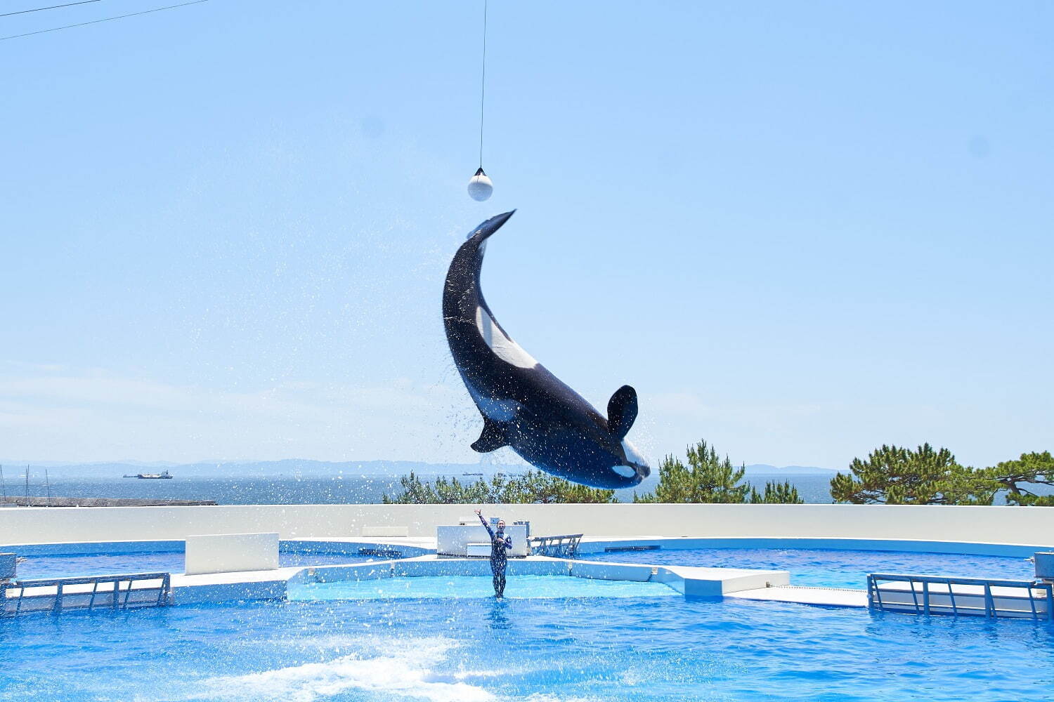 「神戸須磨シーワールド」須磨海浜水族園跡地に開業、西日本唯一のシャチ展示！パフォーマンスや学ぶゾーン｜写真97