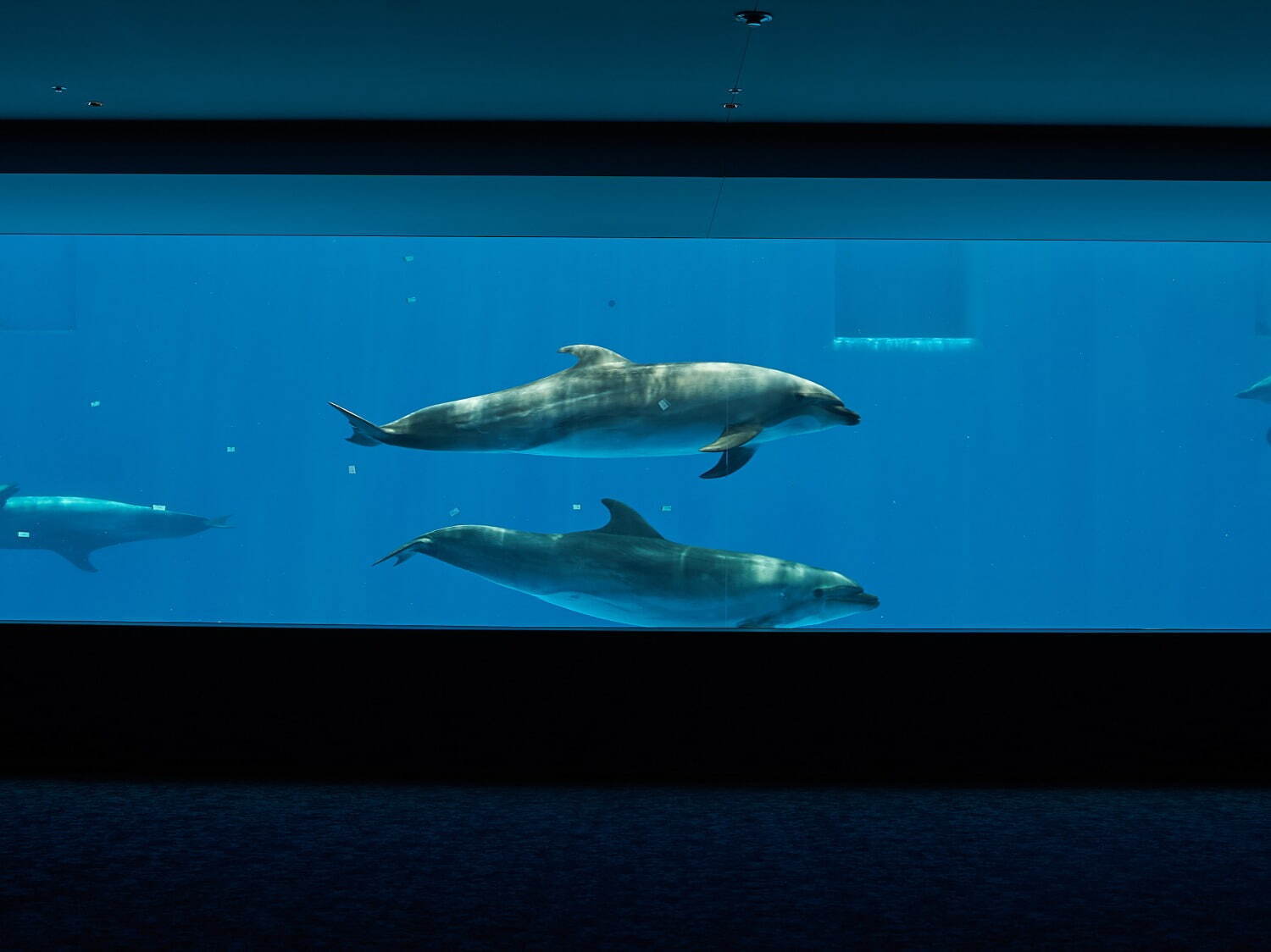 「神戸須磨シーワールド」須磨海浜水族園跡地に開業、西日本唯一のシャチ展示！パフォーマンスや学ぶゾーン｜写真56