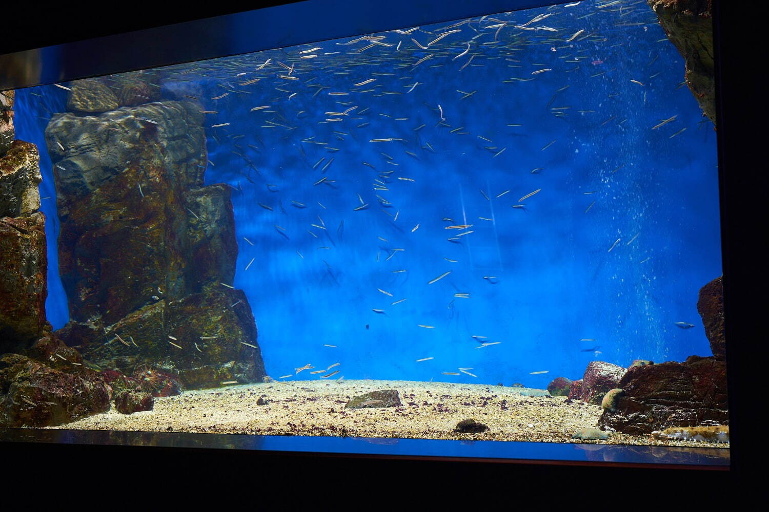 「神戸須磨シーワールド」須磨海浜水族園跡地に開業、西日本唯一のシャチ展示！パフォーマンスや学ぶゾーン｜写真30