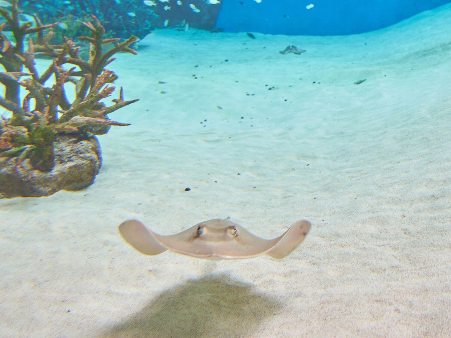 「神戸須磨シーワールド」須磨海浜水族園跡地に開業、西日本唯一のシャチ展示！パフォーマンスや学ぶゾーン｜写真28