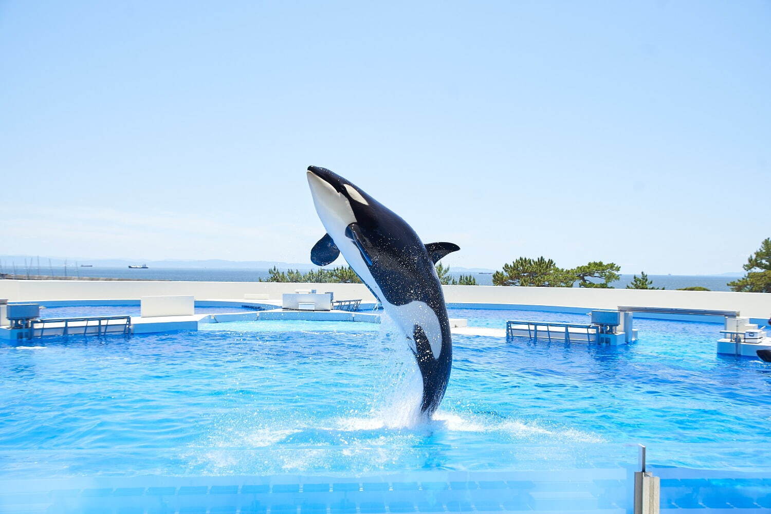 「神戸須磨シーワールド」須磨海浜水族園跡地に開業、西日本唯一のシャチ展示！パフォーマンスや学ぶゾーン｜写真96