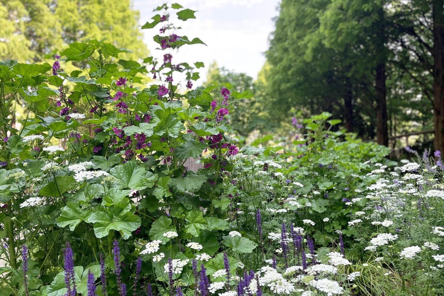 練馬区立 四季の香(かおり)ローズガーデン」紫陽花とハーブガーデンが