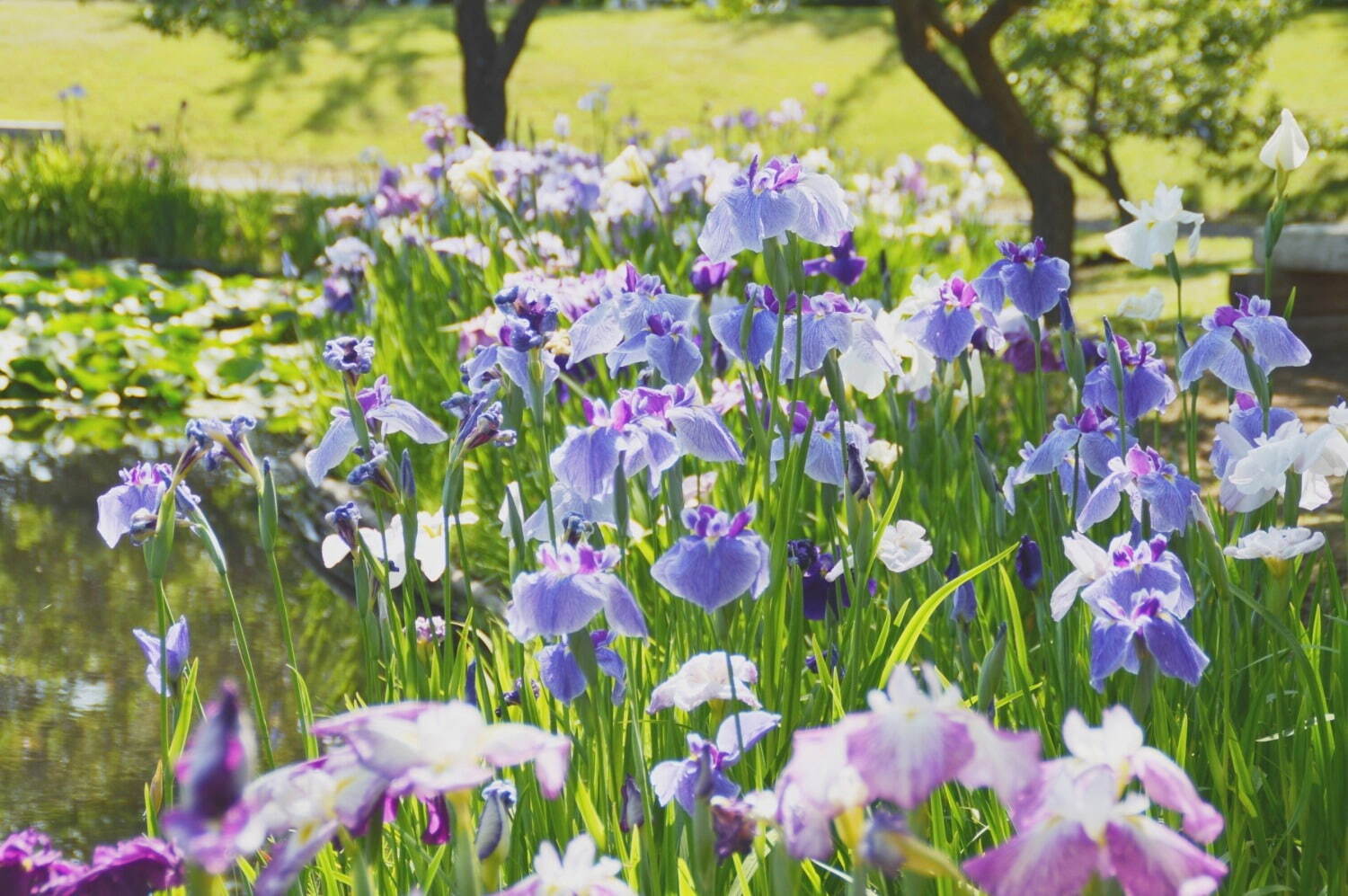 小田原フラワーガーデン「花菖蒲・睡蓮まつり」水面に映る色とりどりの花菖蒲と睡蓮、紫陽花を同時に｜写真8