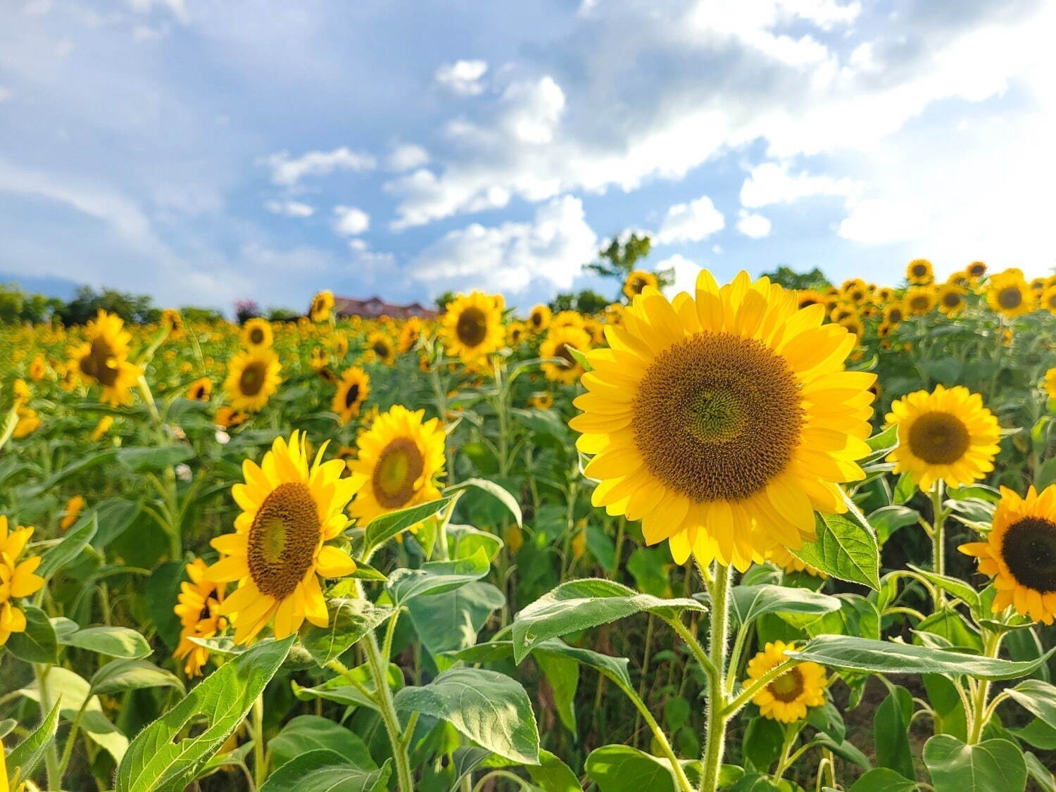 【関西の夏イベント2023】大阪＆京都の花火大会・アートイベントなど、おすすめおでかけスポット｜写真10