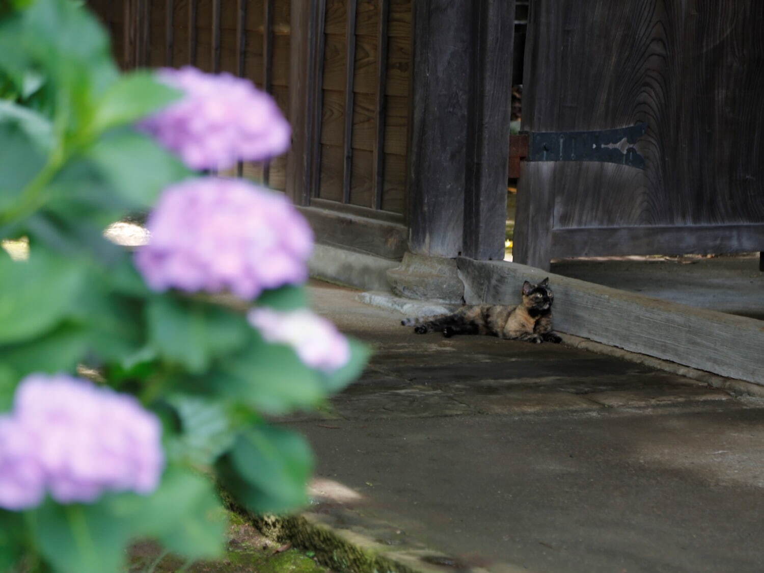 川崎のあじさい“穴場”スポット「長尾山 妙楽寺」約1,000株28種のあじさいが見頃に｜写真11