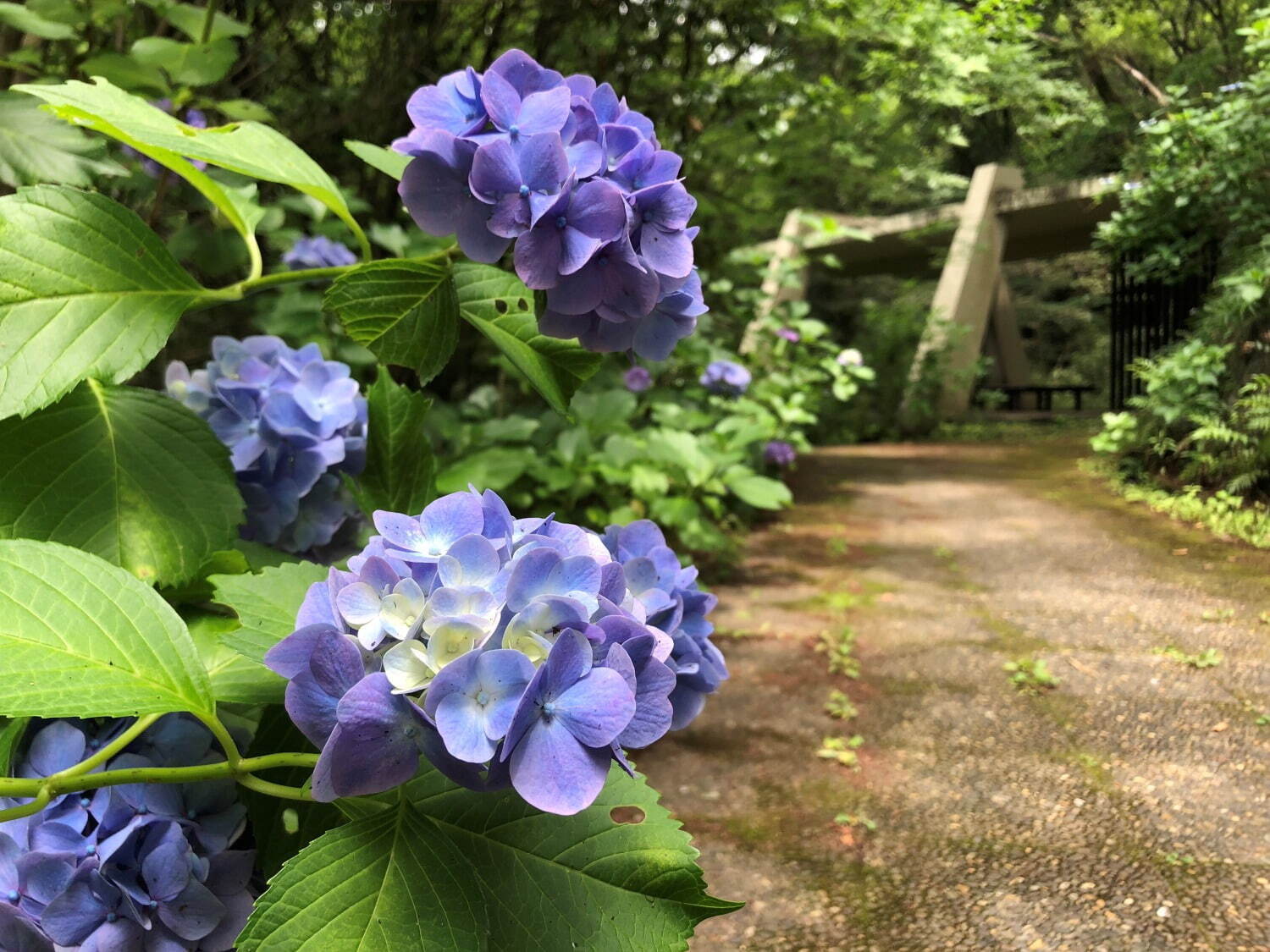 川崎のあじさい“穴場”スポット「長尾山 妙楽寺」約1,000株28種のあじさいが見頃に｜写真4