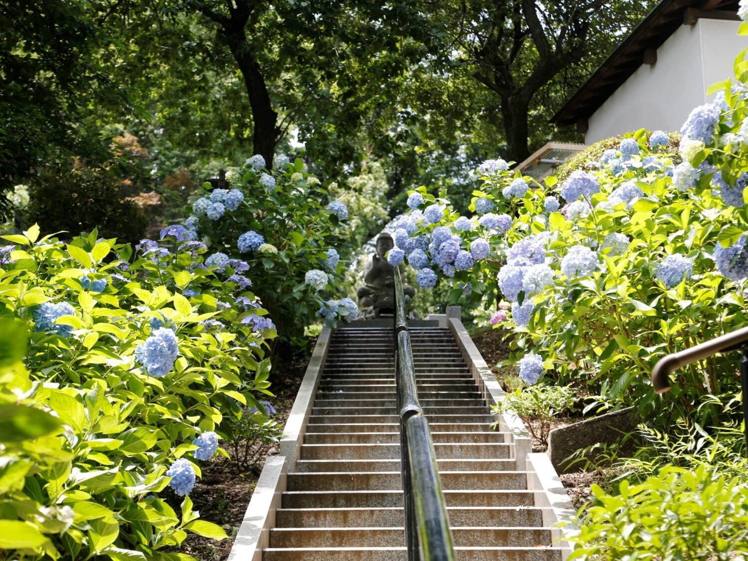 川崎のあじさい“穴場”スポット「長尾山 妙楽寺」約1,000株28種のあじさいが見頃に｜写真3