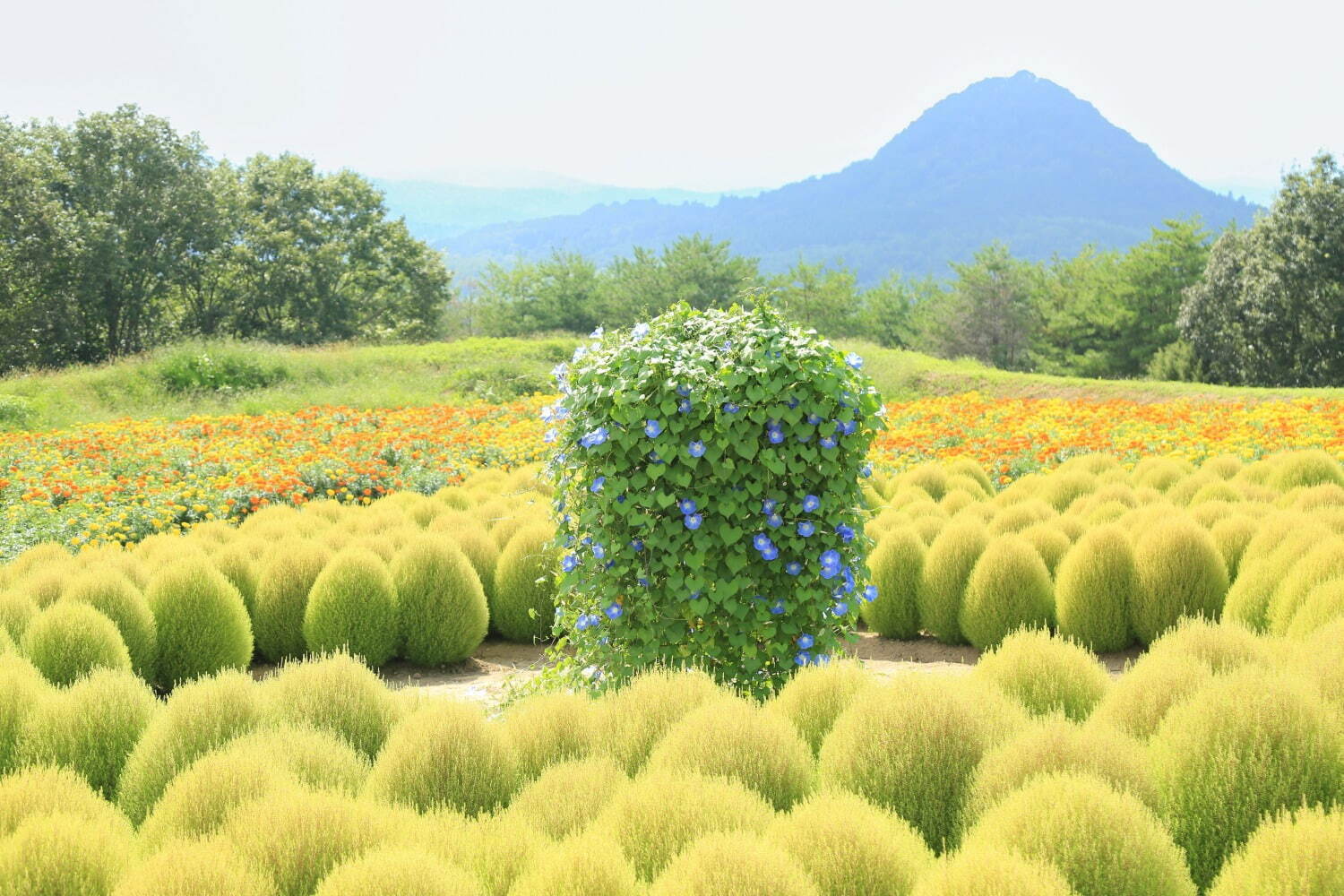 広島・フラワーヴィレッジ 花夢の里「ヘブンリーブルーの丘」14万輪の西洋アサガオが咲き誇る夏イベント｜写真6