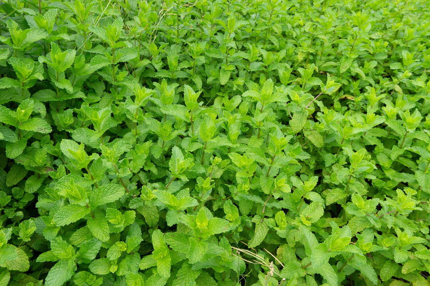 ミニマルの夏限定チョコミントガトーショコラ、3種の天然ミントを使用｜写真6