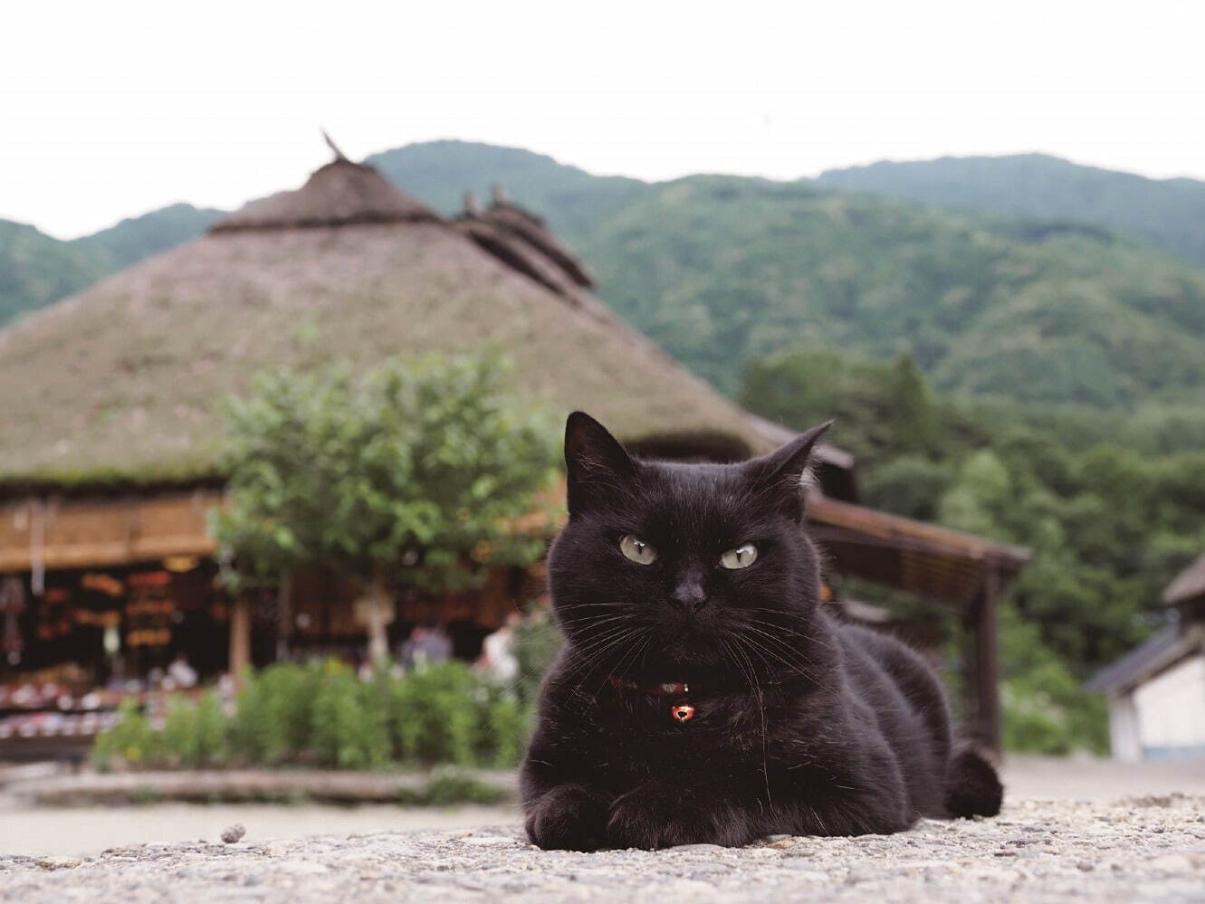 「写真展 岩合光昭の日本ねこ歩き」阪急うめだ本店で、国内各地の“ねこ写真”新作多数｜写真3