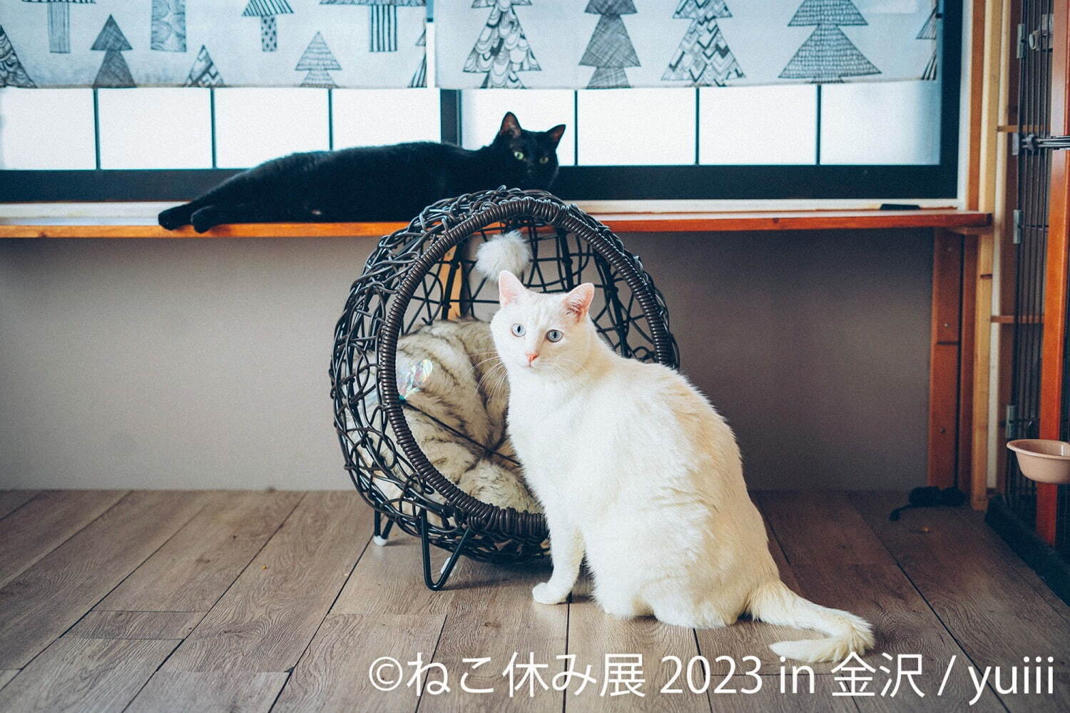 ねこの合同写真展「ねこ休み展 2023」金沢で、“スター猫”の作品200点以上＆猫グッズも｜写真4