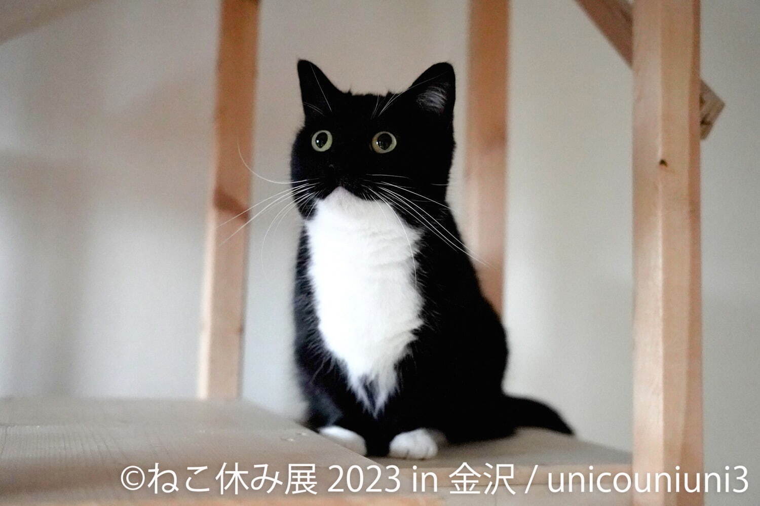 ねこの合同写真展「ねこ休み展 2023」金沢で、“スター猫”の作品200点
