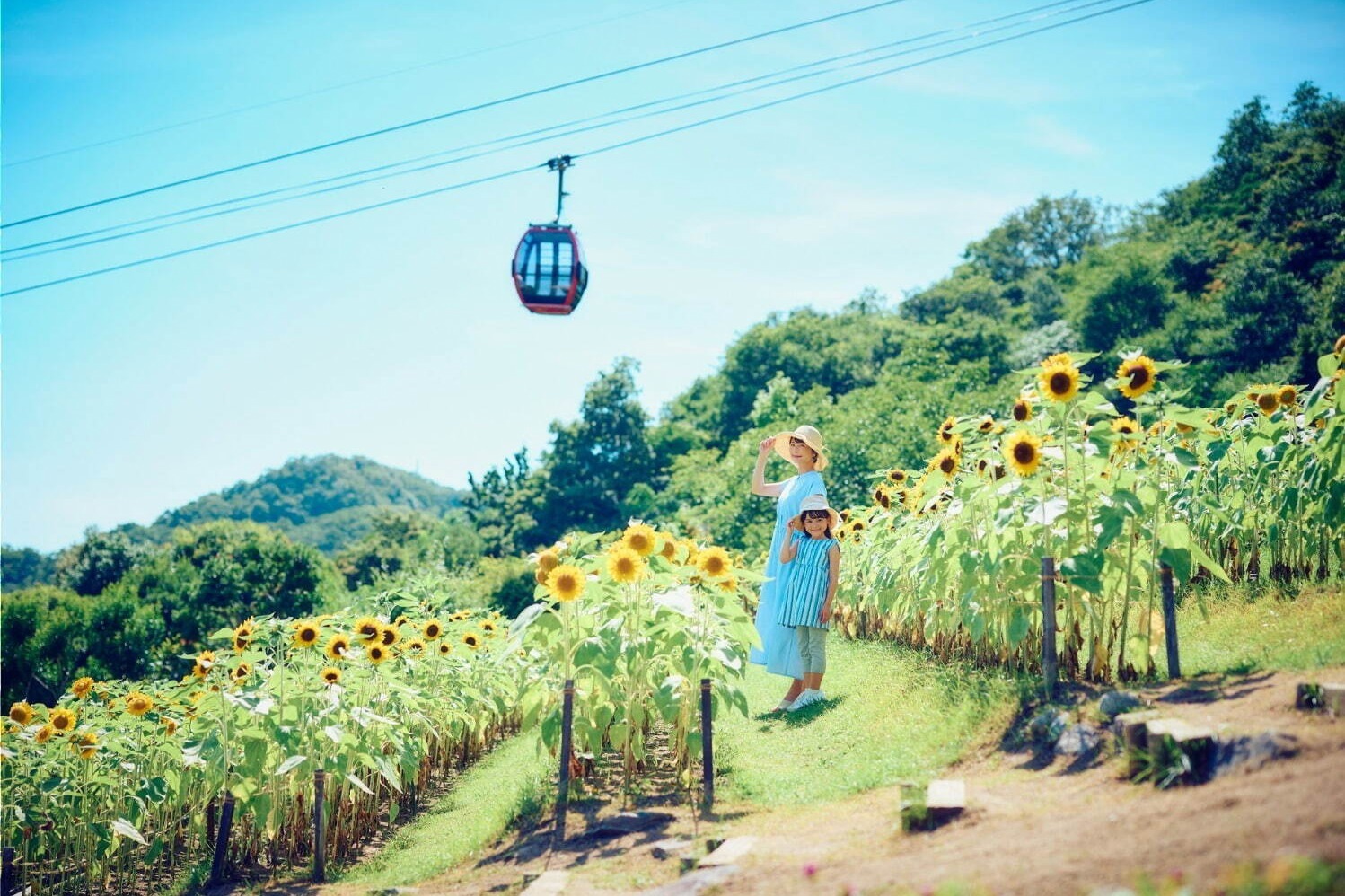 神戸布引ハーブ園／ロープウェイ」が夏のリゾートに！ひまわり畑が出現