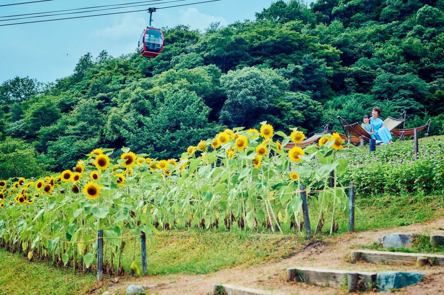 神戸布引ハーブ園／ロープウェイの「ひまわり畑」見頃に、神戸の眺望と咲き誇るヒマワリ＆ハーブ｜写真12