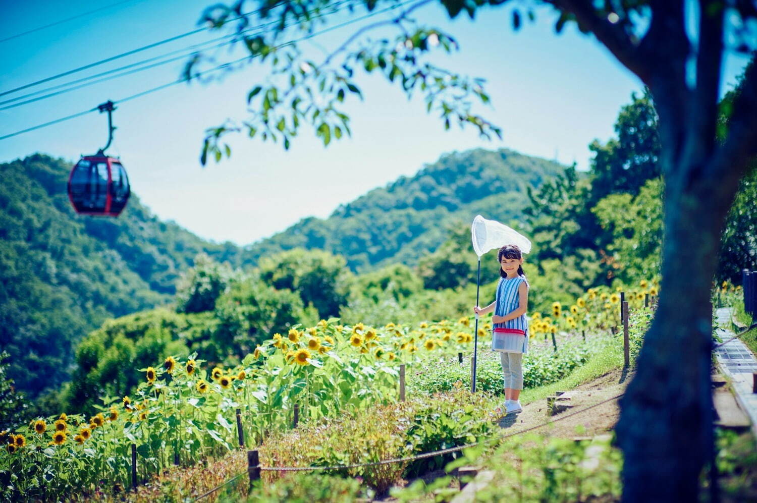 神戸布引ハーブ園／ロープウェイの「ひまわり畑」見頃に、神戸の眺望と咲き誇るヒマワリ＆ハーブ｜写真8