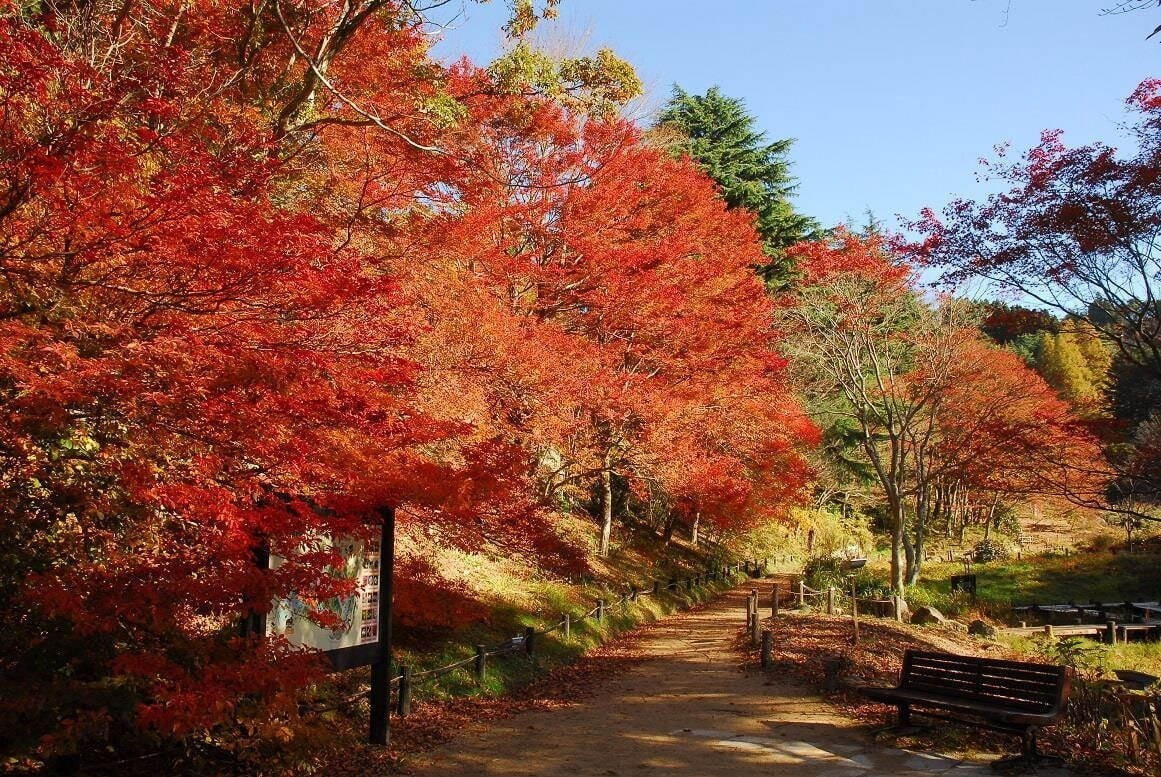 全国の秋イベント2023、東京＆大阪の紅葉スポット・グルメフェス・展覧会などお出かけ情報を網羅｜写真21