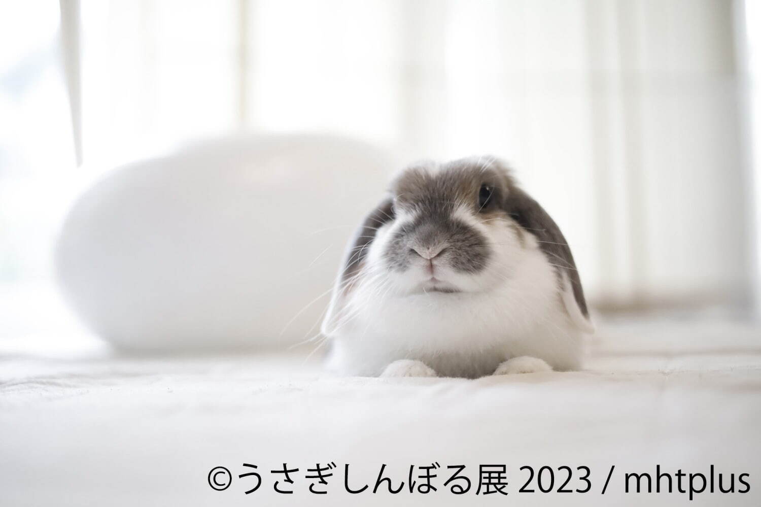 「うさぎしんぼる展 2023」東京＆名古屋で、過去最大規模のうさぎ写真300点以上＆限定グッズ販売｜写真6