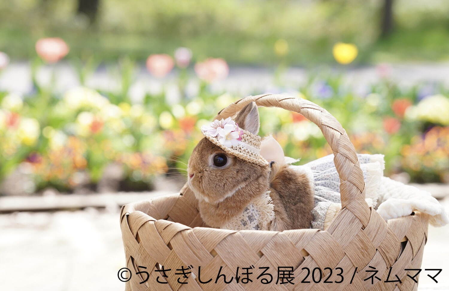 「うさぎしんぼる展 2023」東京＆名古屋で、過去最大規模のうさぎ写真300点以上＆限定グッズ販売｜写真7