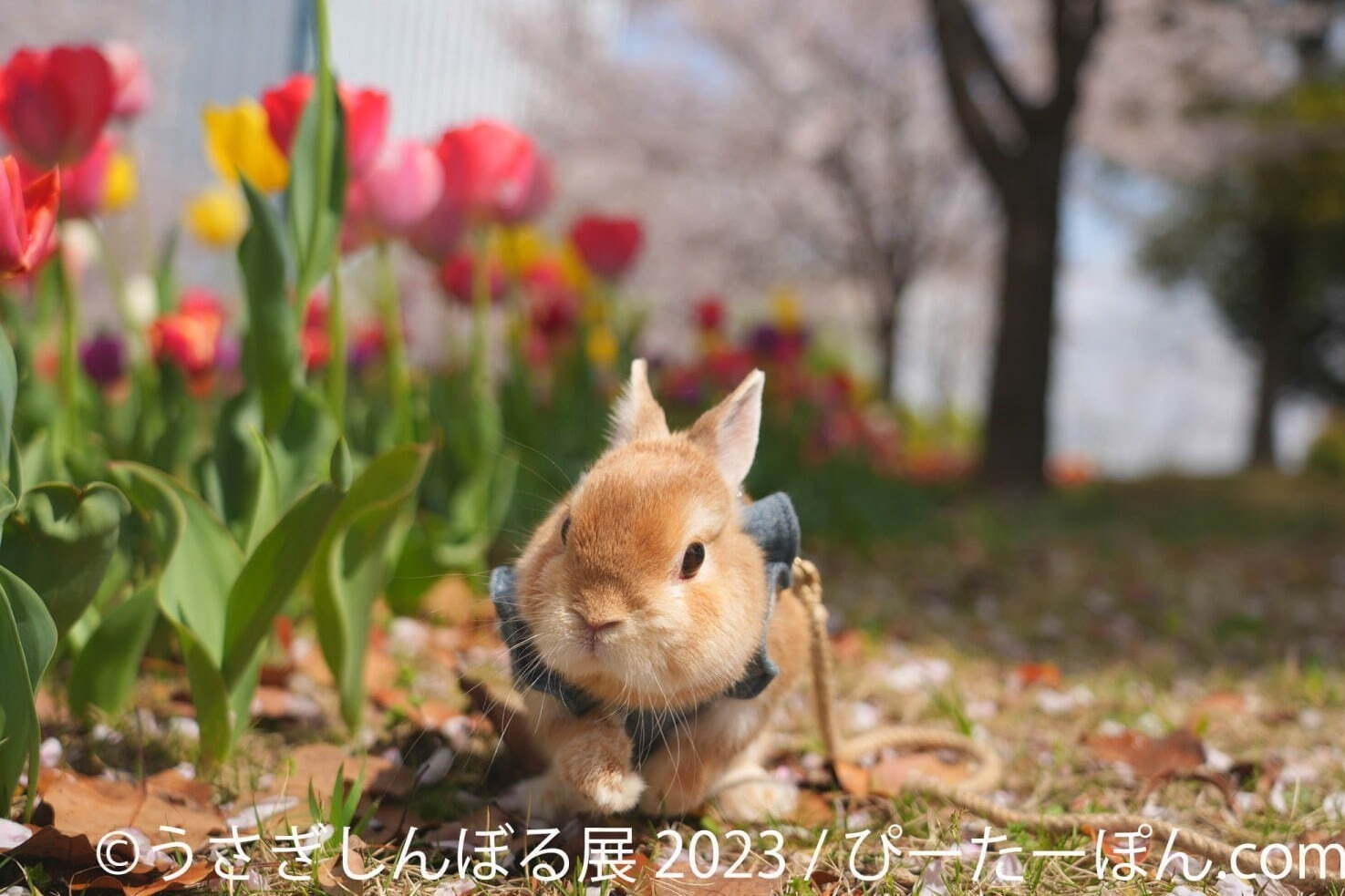 うさぎしんぼる展 2023」東京＆名古屋で、過去最大規模のうさぎ写真300