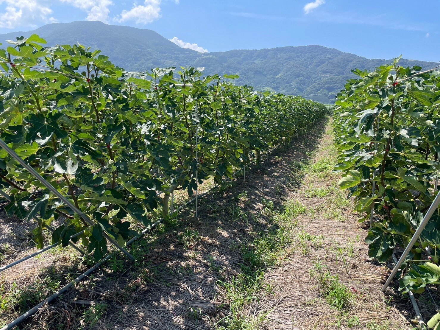 ティールーム キキ、いちじくが主役の秋アフタヌーンティー「秋、恋し。」嵐山・日比谷・名古屋の3店舗で｜写真8