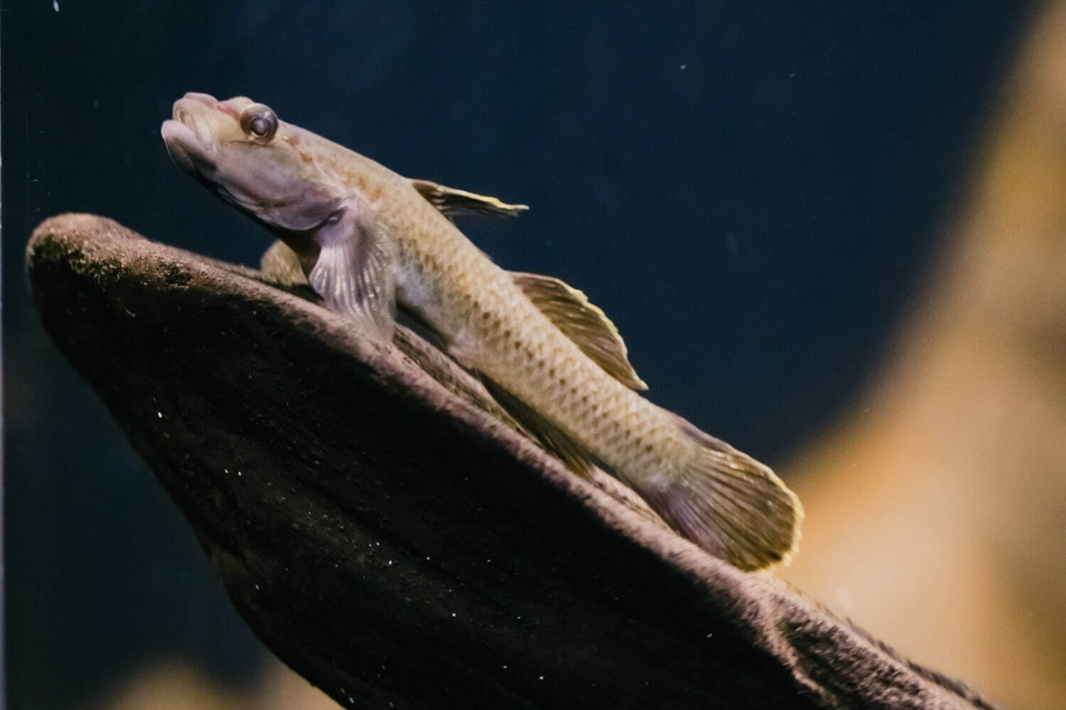 すみだ水族館の新常設展示「オガサワラベース」大水槽と繋がる“小笠原諸島のいきもの”が集結するエリア｜写真5