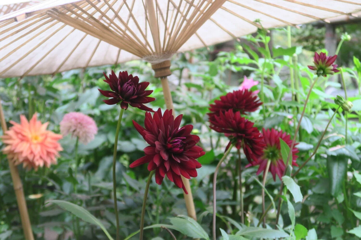 上野東照宮“ダリア”を観賞する秋の特別祭典、100種200株以上の花々が見頃に｜写真11