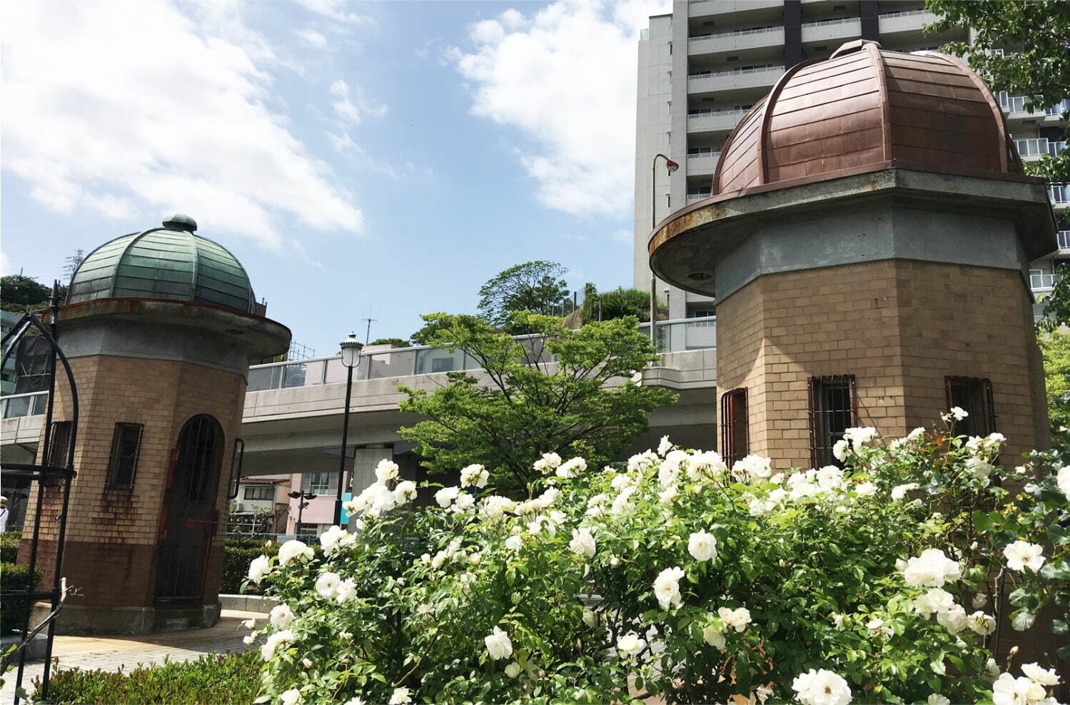 横須賀市ヴェルニー公園「秋のローズフェスタ」色も香りも濃い約130種類の秋バラが見ごろに｜写真8