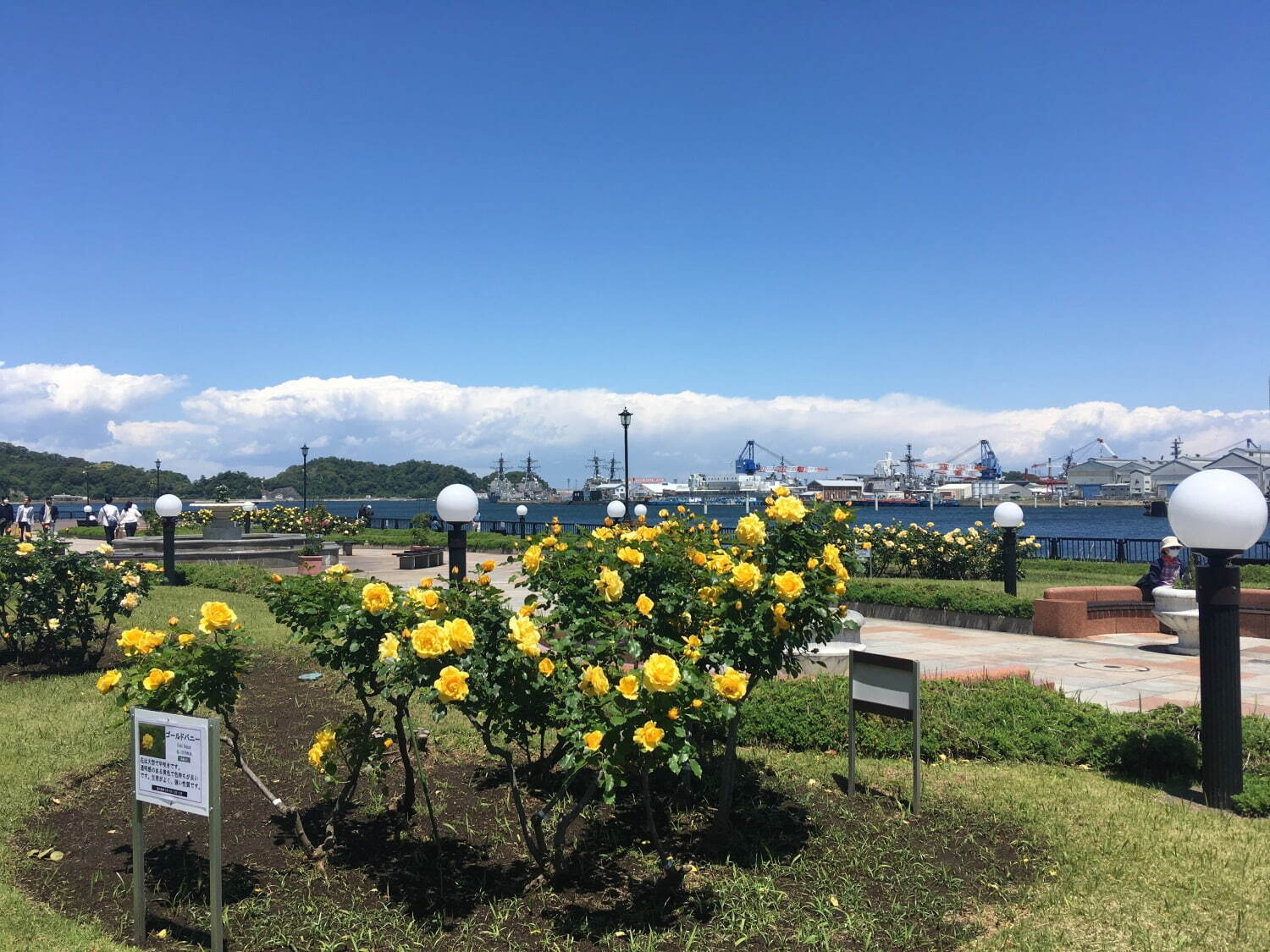 横須賀市ヴェルニー公園「秋のローズフェスタ」色も香りも濃い約130種類の秋バラが見ごろに｜写真10