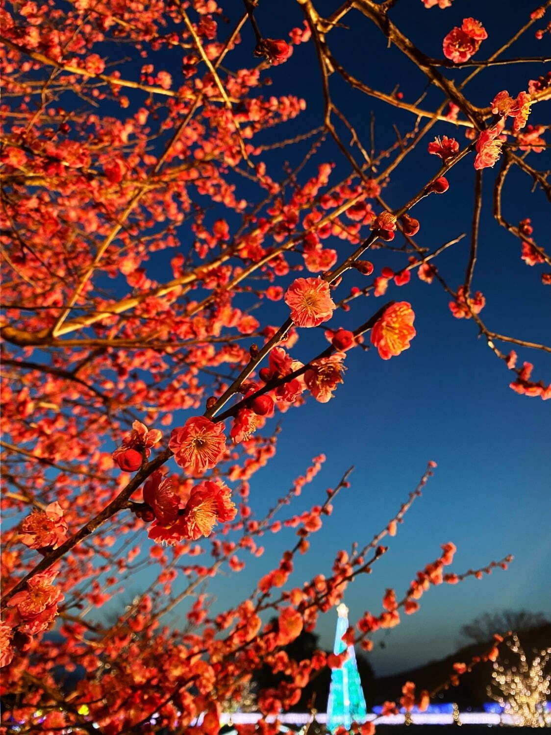 栃木・あしかがフラワーパークのイルミネーション「光の花の庭」輝く“大藤”や四季を表現した新スポット｜写真6