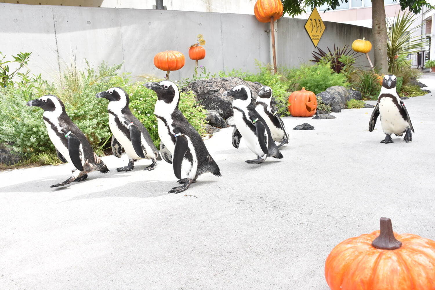 横浜・八景島シーパラダイス、ハロウィン仕様の5万尾イワシショーやペンギンの“かぼちゃ道”パレード｜写真3