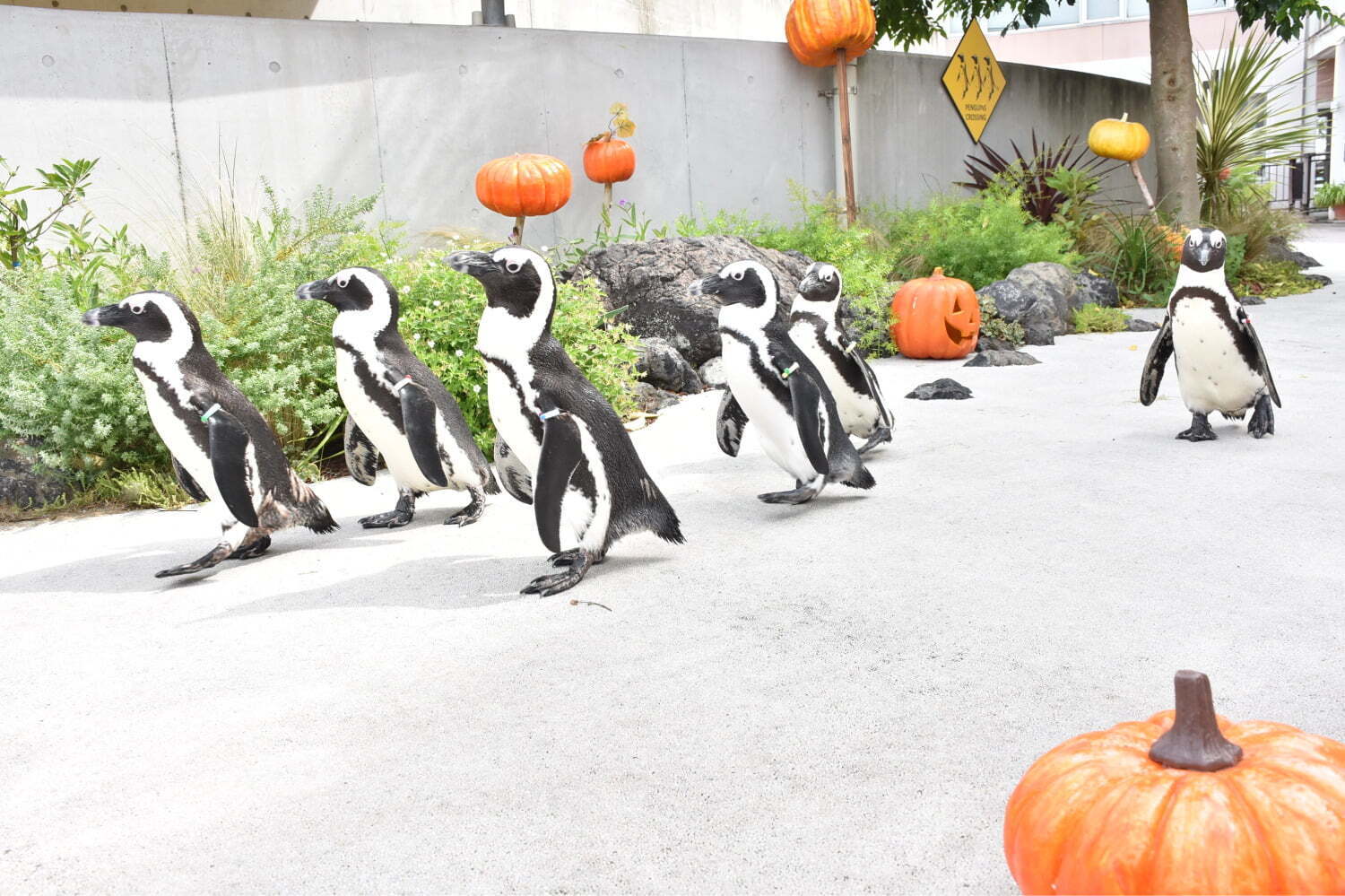 横浜・八景島シーパラダイス、ハロウィン仕様の5万尾イワシショーや