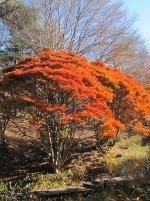 神戸「六甲高山植物園」23年の紅葉が見ごろに、土日祝限定で夜間ライトアップも｜写真4