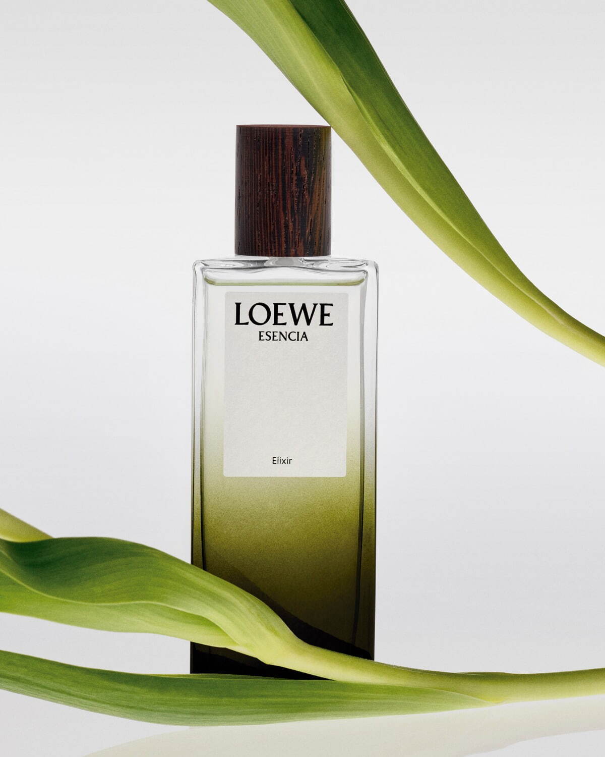 ロエベ パルファム(LOEWE Perfumes) ロエベ エリクシール｜写真8