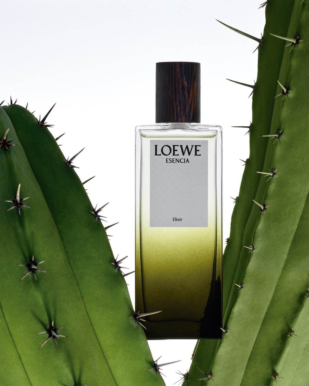 ロエベ パルファム(LOEWE Perfumes) ロエベ エリクシール｜写真10