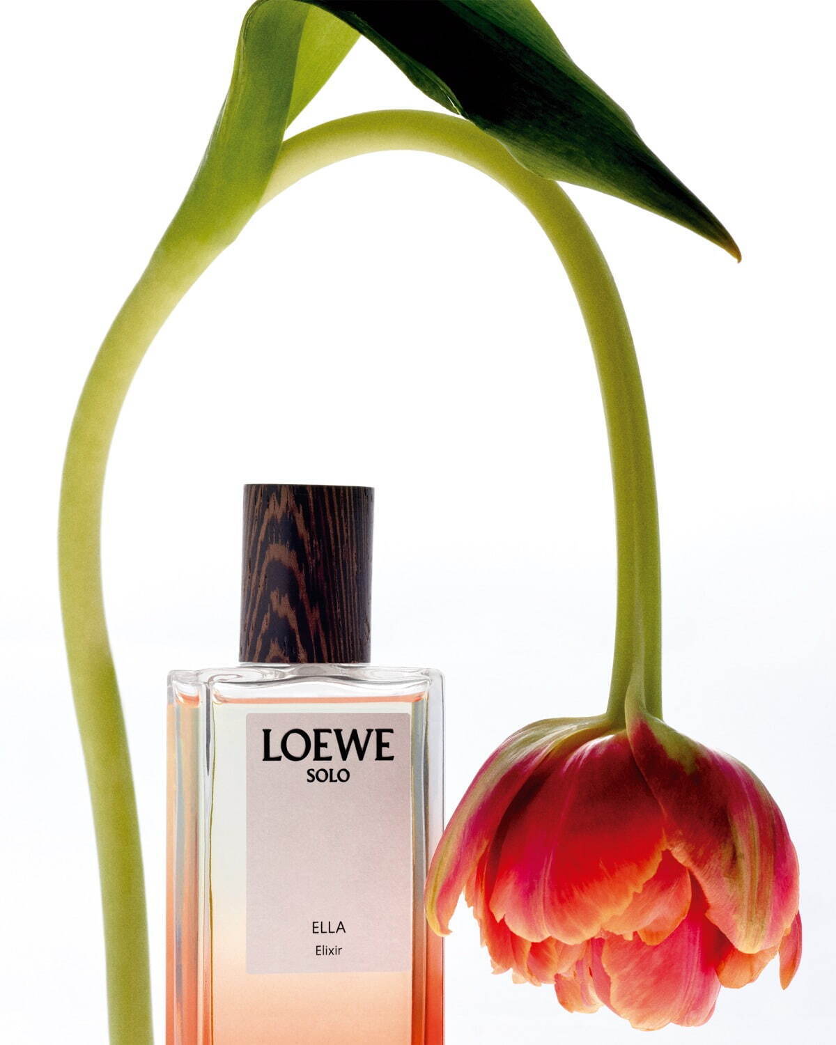 ロエベ パルファム(LOEWE Perfumes) ロエベ エリクシール｜写真4